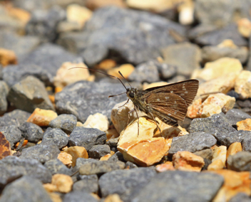 Reversed Roadside-Skipper